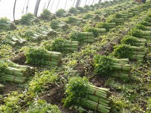 济阳崔寨 本人有大量芹菜待出售