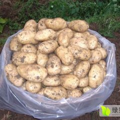 开封有200吨冷库土豆急出售