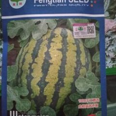 2017年最火爆的甜瓜种子――极品甜王