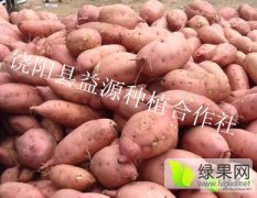 王岗村冷库现有大量红薯，龙薯九号