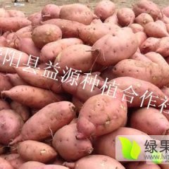 王岗村冷库现有大量红薯，龙薯九号