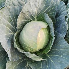 四川省西昌市甘蓝质量上乘