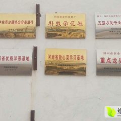 郑州市中牟县温室大棚芹菜已经上市