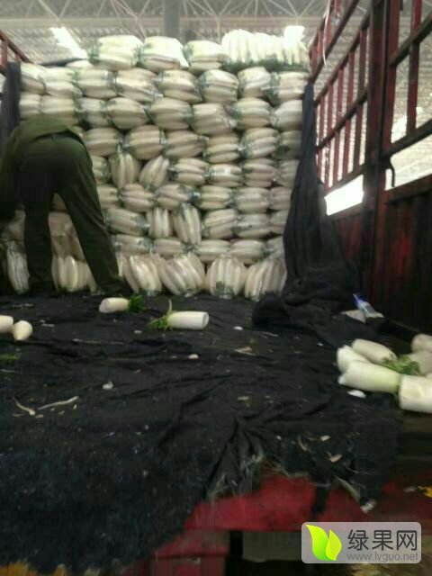 2017年河北永年白皮白萝卜价格