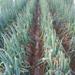 黄旗堡万亩铁杆大棚葱