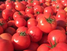 本地盛产西红柿，辽宁地区西红柿主产区