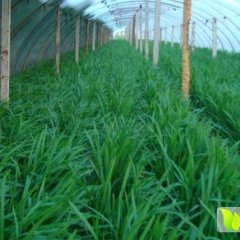 尉氏采用大拱棚种植方式,叶宽肉厚