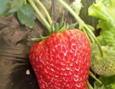 连山草莓草莓香莓99品种为主
