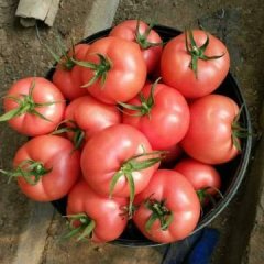 潍坊高密硬粉西红柿是名优特产