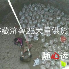 2017夏津红薯机不可失失不再来！