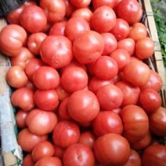 禹城西红柿 禹城硬粉西红柿大量上市了