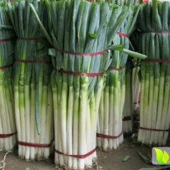 山东费县大葱日本钢葱铁杆葱销售！