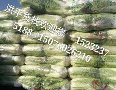昌黎白菜價格低、品種好，不燒心