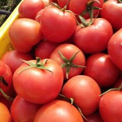 田东升太,四平两村是大番茄重要生产基地