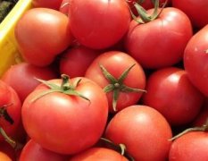 田东升太,四平两村是大番茄重要生产基地