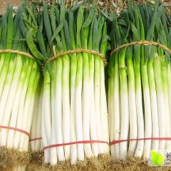 滕州大葱 铁杆大葱葱白长，粗