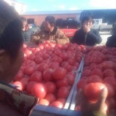 松山大庙镇硬粉西红柿全部温室种植，果型号好