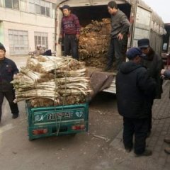 2017莱城大葱价格 莱芜长白大葱