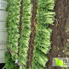 新沂西芹大量上市，水洗割根