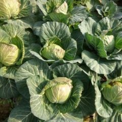 钟祥大白菜旺旺米亚罗已大量上市