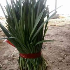 山东莘县韭菜价格下滑严重，库存较大