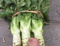 全国十大蔬菜基地之一的四川彭州