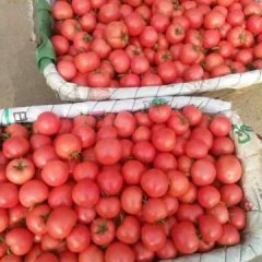 禹城是德州地区量大的蔬菜生产基地