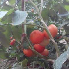 2017莘县本人常年代理收购大红西红柿