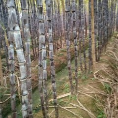 2017翁源甘蔗价格 大灰0.4元左右质量好