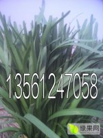 莘县韭菜开始供货张鲁耿章记诚信合作