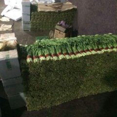 2017莘县燕店镇韭菜上市，颜色深绿