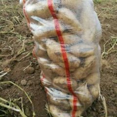 集宁土豆品种有夏波蒂，荷兰，克新，大白花