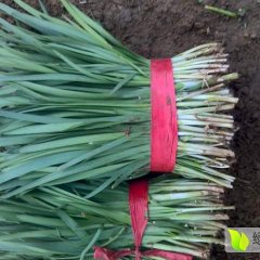 2017泗水优质韭菜 价格随行就市 品质优良