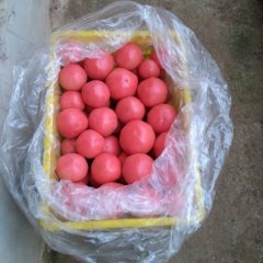 秦逸农蔬菜专业合作社的西红柿