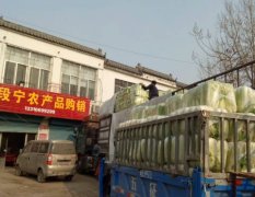 山东滕州大量供应北京新三号大白菜！专业加工各种包装！有5%的扣称！