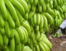 优质香蕉现在大量上市了 质量特别好