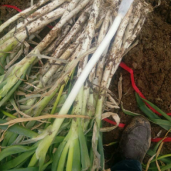 新野大葱大量上货中，质优价廉货源充足