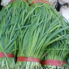 乐亭毛庄陈先生1月平韭6号韭菜
