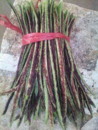 山豆角全国山东供应销售批发