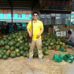 安徽临泉大量收购沙糖桔，以质论价