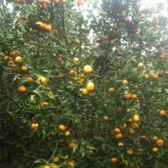 广西崇左市江州区左州镇马水橘