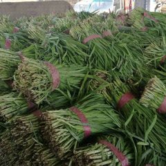 莘县冬季韭菜大量上市，高度35-45公分