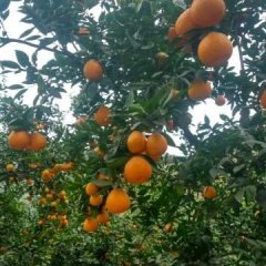 2017汉源柑橘价格波动不大1.3元