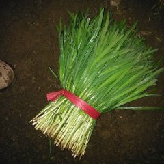 昌黎县靖安镇西和睦营村大量汉中韭菜