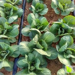 广东陆丰正品甘蓝准备上市