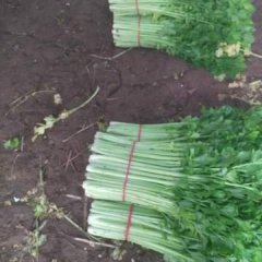 安徽砀山美国西芹芹菜逐渐升温