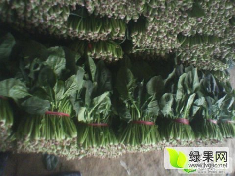 2017年山东东昌府大叶菠菜价格