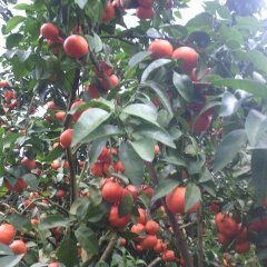 2017阳朔自产优质盖膜沙糖桔约6万斤