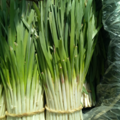 2017昌乐韭菜该村无公害韭菜800亩左右