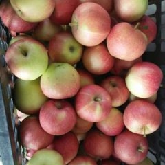 山西运城红富士苹果应急销售